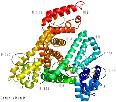 Bindungsstellen des Cisplatins in dem Serumprotein Transferrin (Trfe)
