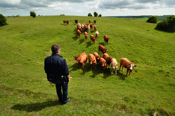 Hod Hill in Wessex: Hier sieht man Prof. Dr. Michael Baales auf dem Wall der späteisenzeitlichen Anlage, der es offensichtlich für nötig hält, die Kühe in die Geheimnisse der jägerischen Archäologie einzuweisen