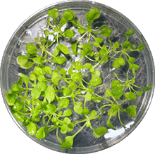 Arabidopsis
