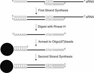 cDNA Synthesis