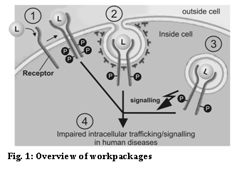 Textfeld:    Fig. 1: Overview of workpackages  