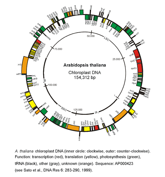 JS Arabidopsis cpDNA map, small