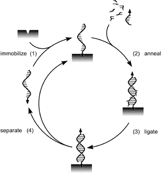 General scheme of the SPREAD procedure.