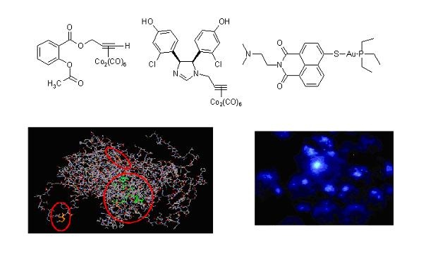 Metallwirkstoffe in der Pipeline, Rezeptorinteraktion und Fluoreszenz-Monitoring