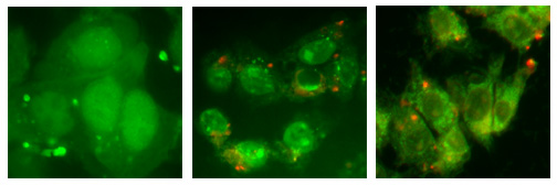 Zelluläre Lokalisierung von markiertem Peptid