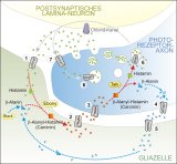 Postulierter Transmitterkreislauf