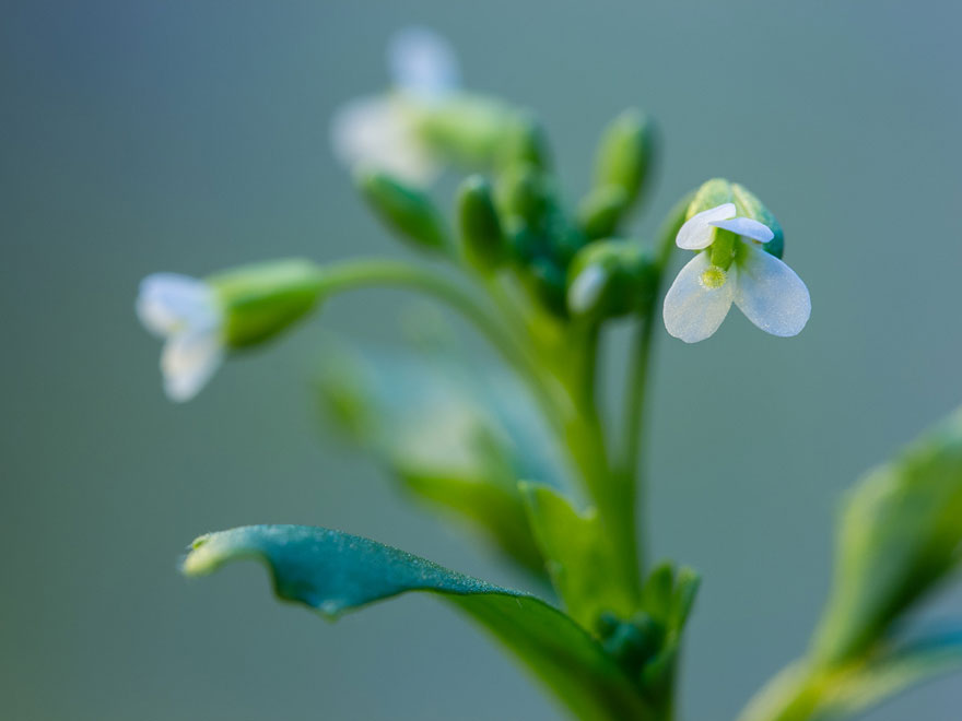 Blühende Arabidopsis