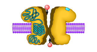 Biochemie I - Rezeptorbiochemie