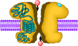 Rezeptorbiochemie