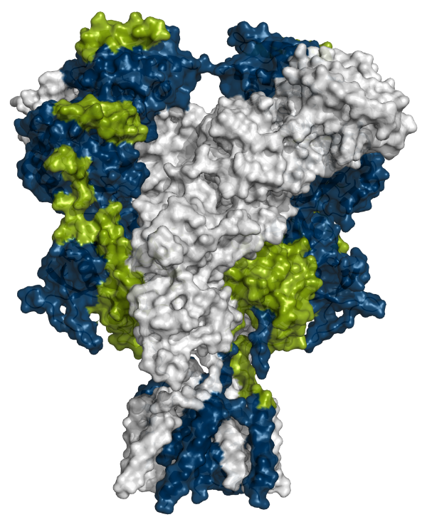 NMDA receptor peptides