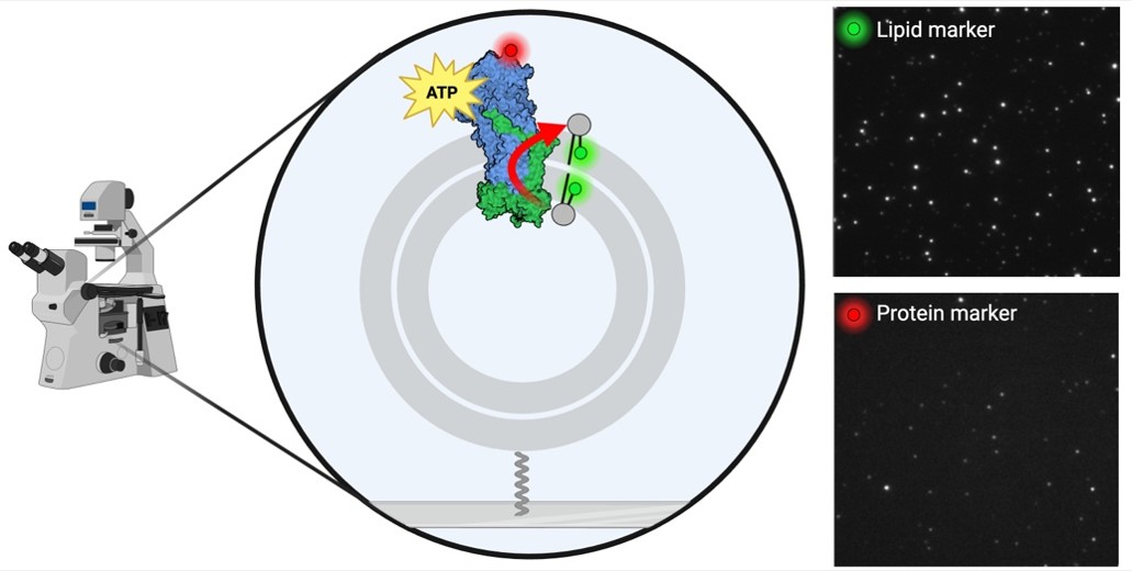 FG Lipid-Translokase-Dynamik