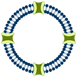 Membrane Biochemistry