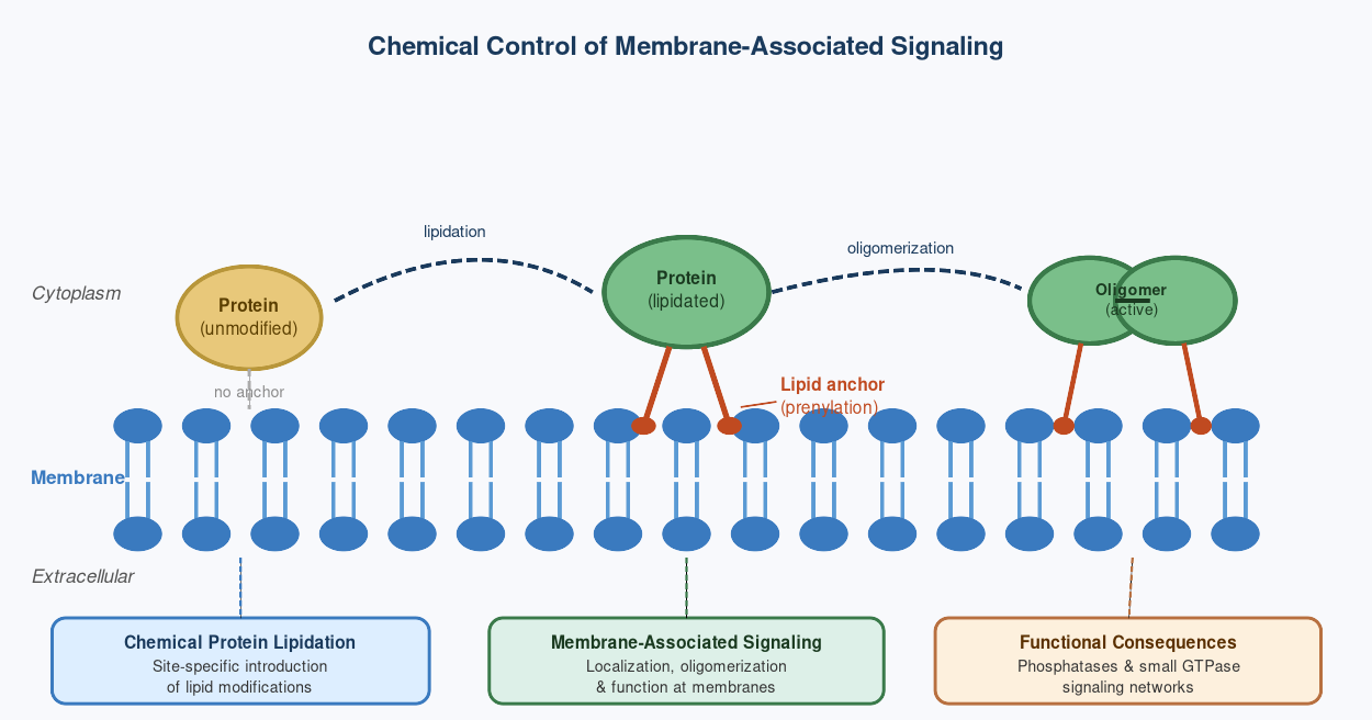 RG protein modification