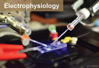 Electrophysiology