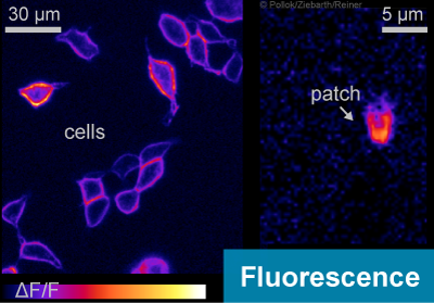 Fluorescence