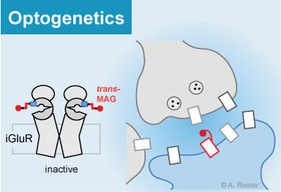 Optogenetics