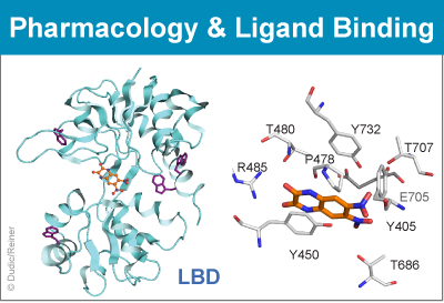 Pharmacology & Ligand Binding