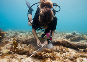 Anna Roik Curacaoprojekt