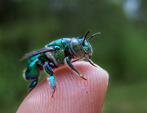 Vortrag Prachtbienen