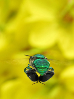 male Euglossa viridissima pocketing fragrances