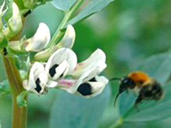 long-tongued Bombus pascuorum visiting field bean