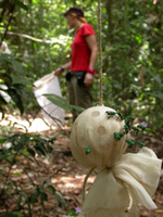 baiting orchid bees