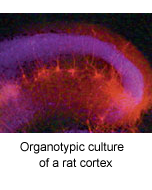 Rat Cortex