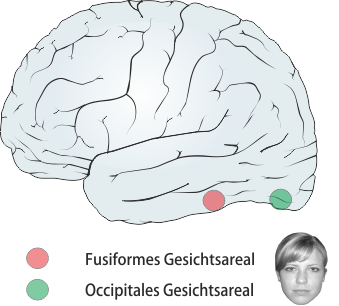 Gesichtsareal