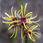 Hamamelis Mollis