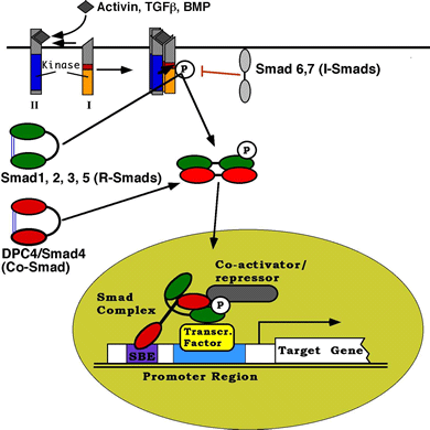 Smad4 Signaling