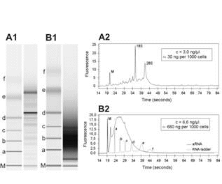 Fig 1 RNA quality