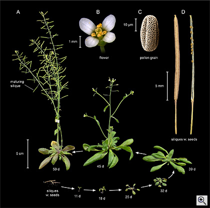 Life cycle of Arabidopsis thaliana