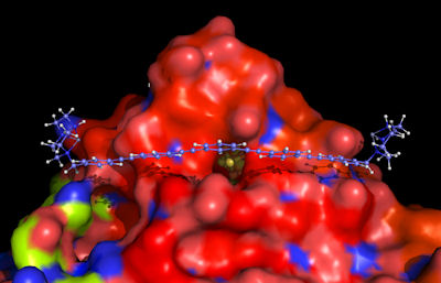 Hydrogenase and rigid nanosized chelator Nanosized chelator