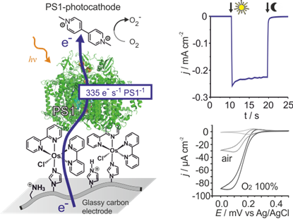 Photocathode