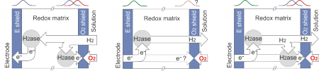 Redox Shields