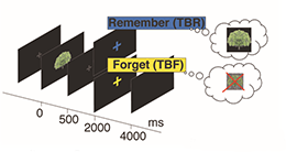 Memory Traces in Directed Forgetting