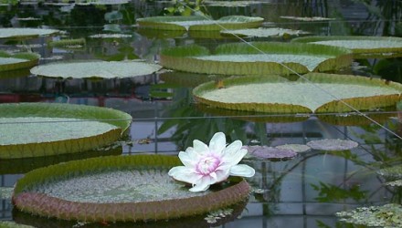 Summer Reception water lily