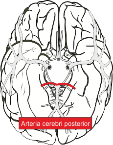 Arteria cerebri posterior