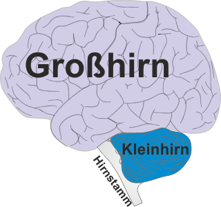 Großhirn, Kleinhirn und Hirnstamm