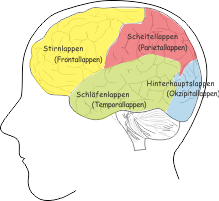 die vier Lappen im Gehirn