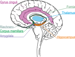 Limbisches System