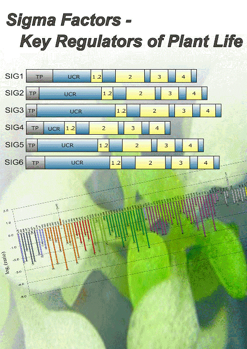 Plant Sigma Factors