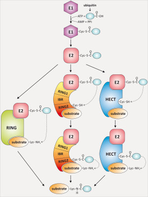 Figure1