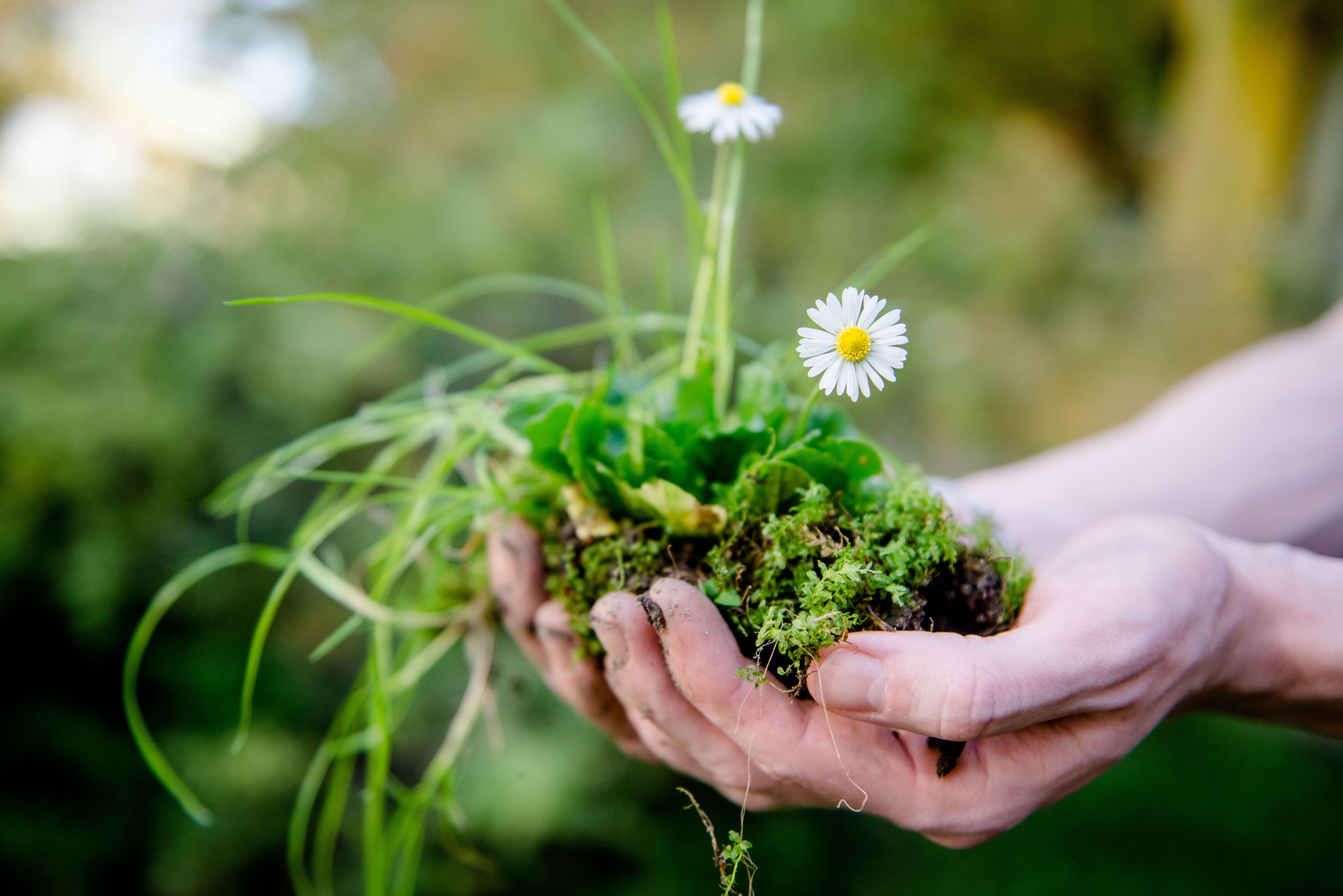 Zwei Hände mit Erde, Blumen und Gras