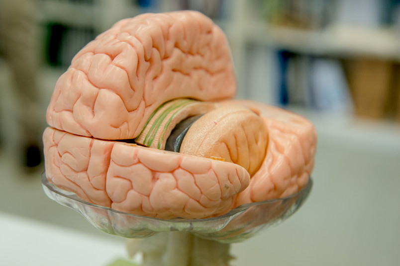 Modell vom Gehirn