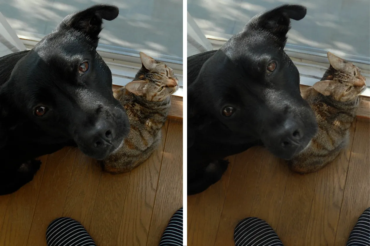 Ein Hund und eine Katze schauen ins Bild