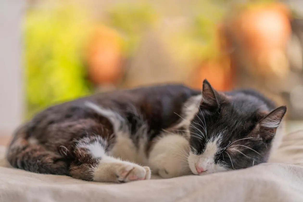 Schlafende Katze
