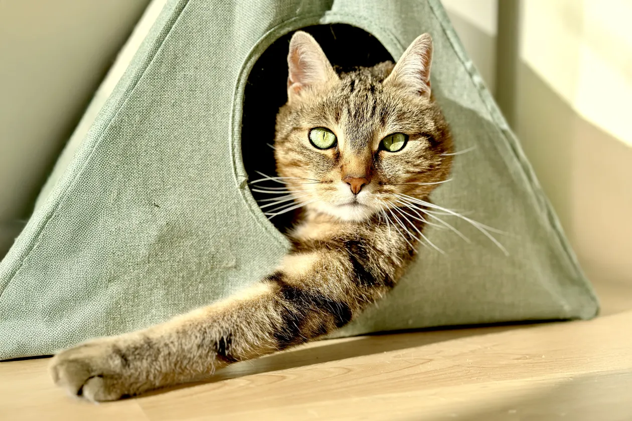 Katze schaut aus einem Spielzeug heraus