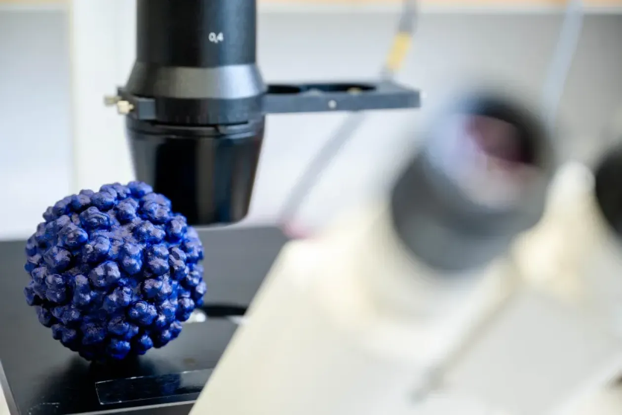 Vielversprechender Wirkstoff gegen Hepatitis E identifiziert