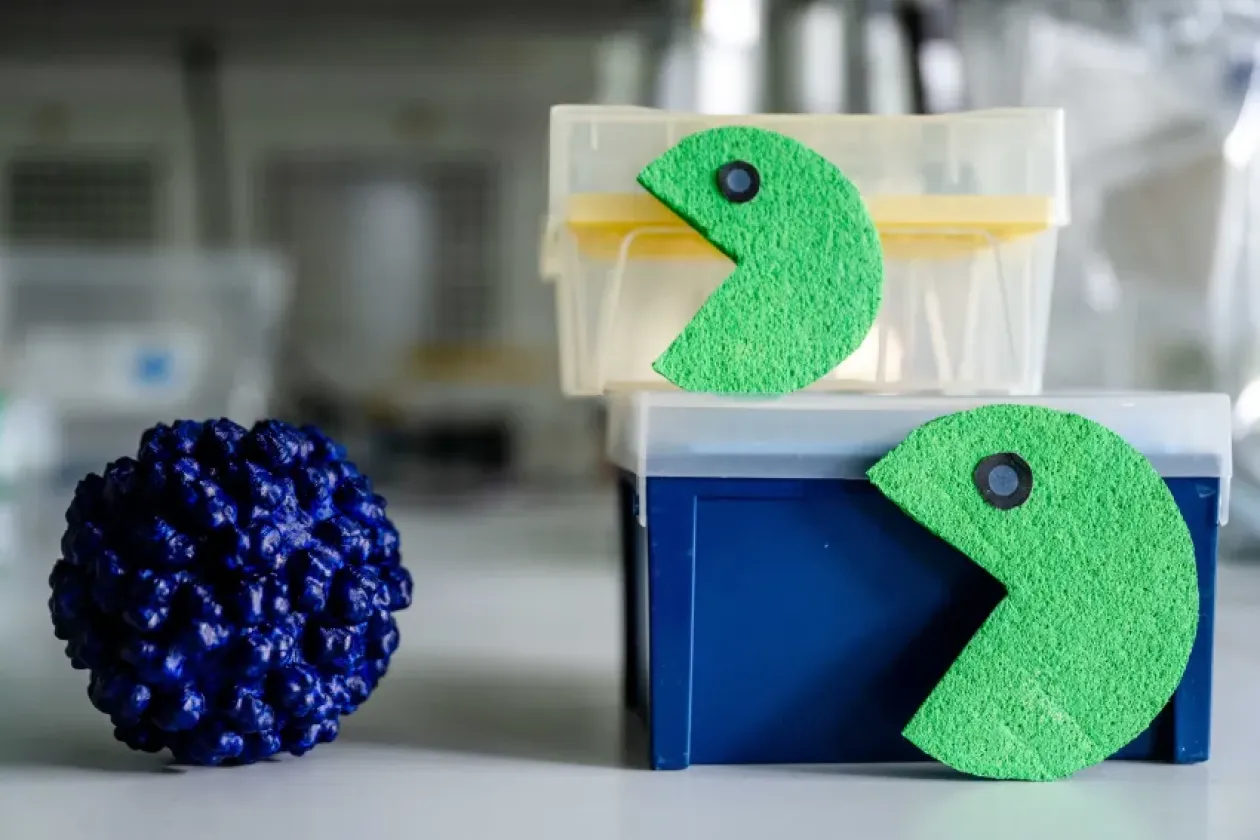 CRISPR-System hemmt Hepatitis-E-Virus